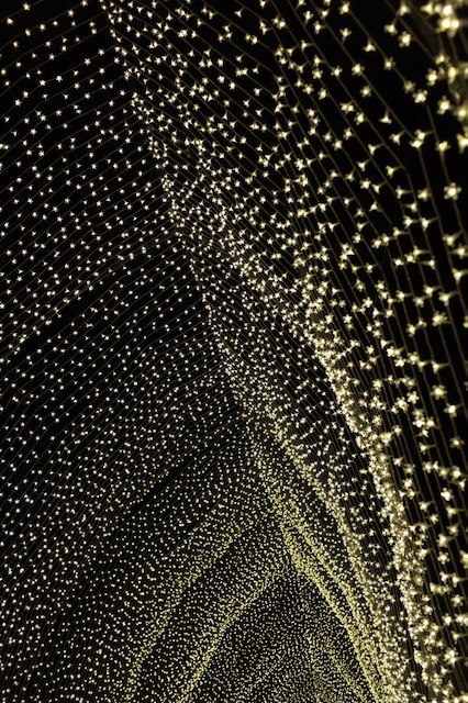 A tapestry of lights. Photographed at the San Francisco botanical gardens.