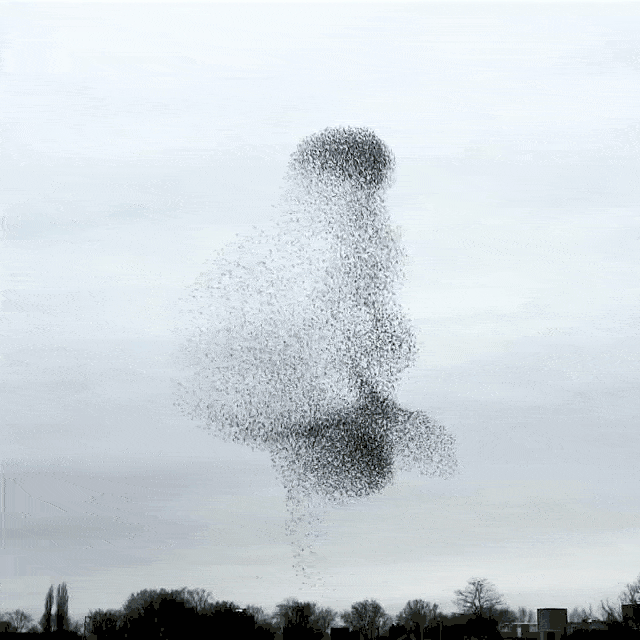 murmuration